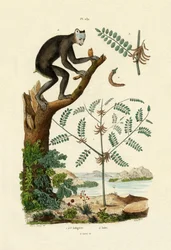 インディゴ、1833-39